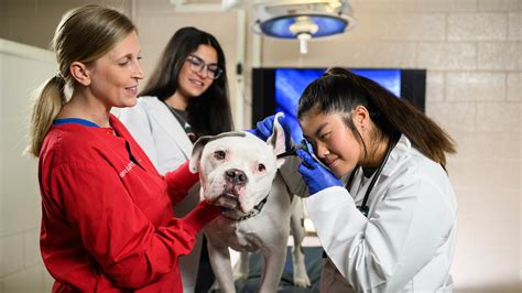 Become a vet – University of Veterinary Medicine .